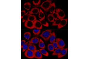 Confocal immunofluorescence analysis of HeLa cells using RPL27 Polyclonal Antibody (ABIN6133040, ABIN6147127, ABIN6147128 and ABIN6216885) at dilution of 1:200. (RPL27 Antikörper  (AA 1-136))