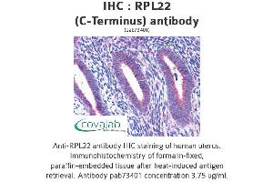Image no. 4 for anti-Ribosomal Protein L22 (RPL22) (C-Term) antibody (ABIN1738940)