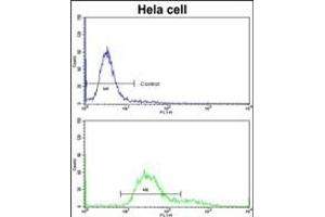 Flow cytometric analysis of hela cells using TOA Antibody (C-term)(bottom histogram) compared to a negative control cell (top histogram)FITC-conjugated goat-anti-rabbit secondary antibodies were used for the analysis.