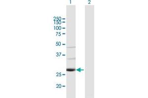 Western Blot analysis of TAF9B expression in transfected 293T cell line by TAF9B MaxPab polyclonal antibody. (TAF9B Antikörper  (AA 1-251))