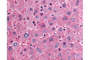 Anti-DPP9 antibody IHC of human liver. (DPP9 Antikörper  (Internal Region))