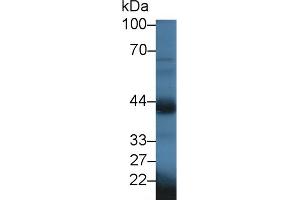 Detection of OXTR in Mouse Testis lysate using Polyclonal Antibody to Oxytocin Receptor (OXTR) (Oxytocin Receptor Antikörper  (AA 6-75))