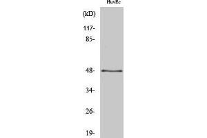 Western Blotting (WB) image for anti-Synaptotagmin XIII (SYT13) (Internal Region) antibody (ABIN3177565) (SYT13 Antikörper  (Internal Region))