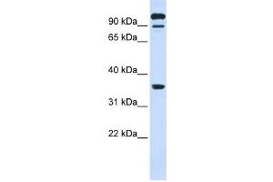 Western Blotting (WB) image for anti-Protein tyrosine Phosphatase, Receptor Type, E (PTPRE) antibody (ABIN2459041) (PTPRE Antikörper)