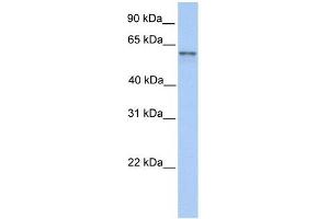 FAM13C1 antibody used at 1 ug/ml to detect target protein. (FAM13C Antikörper  (N-Term))