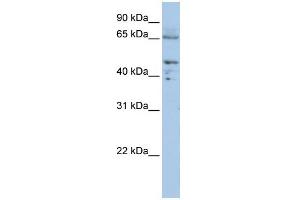 WB Suggested Anti-DLAT  Antibody Titration: 0. (DLAT Antikörper  (C-Term))