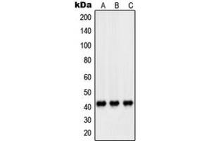 Western blot analysis of PEX14 expression in HeLa (A), HL60 (B), A431 (C) whole cell lysates. (PEX14 Antikörper  (Center))