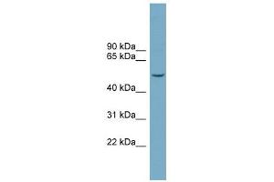 FAM98A antibody used at 1 ug/ml to detect target protein.
