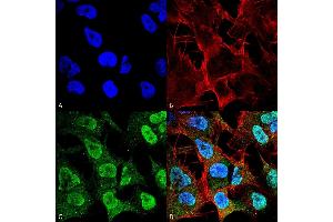 Immunocytochemistry/Immunofluorescence analysis using Mouse Anti-Alpha Synuclein Monoclonal Antibody, Clone 4F1 (ABIN5564118). (SNCA Antikörper  (Biotin))