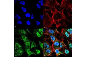 Immunocytochemistry/Immunofluorescence analysis using Mouse Anti-Alpha Synuclein Monoclonal Antibody, Clone 4F1 (ABIN5564118). (SNCA Antikörper  (Biotin))