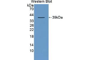 Western blot analysis of recombinant Human CRKL. (CrkL Antikörper  (AA 1-303))