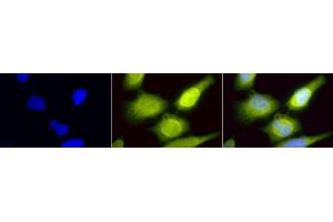 Immunocytochemistry/Immunofluorescence analysis using Rabbit Anti-AHA1 Polyclonal Antibody (ABIN361853 and ABIN361854). (AHSA1 Antikörper)