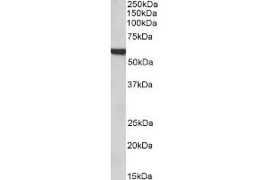 ABIN185022 (1µg/ml) staining of Rat Lung lysate (35µg protein in RIPA buffer). (FOXA2 Antikörper  (C-Term))