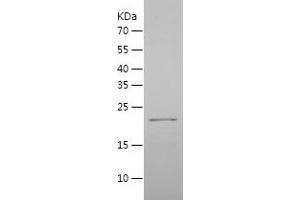 Western Blotting (WB) image for Transcription Factor MafG (Mafg) (AA 1-162) protein (His tag) (ABIN7125450) (Mafg Protein (AA 1-162) (His tag))