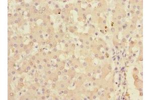 Immunohistochemistry of paraffin-embedded human liver tissue using ABIN7157477 at dilution of 1:100 (Ketohexokinase Antikörper  (AA 1-298))