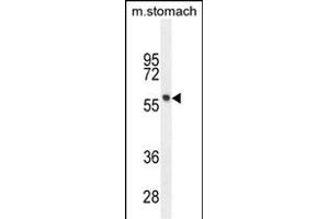 FEZF1 Antibody (N-term) (ABIN655035 and ABIN2844667) western blot analysis in mouse stomach tissue lysates (35 μg/lane). (FEZF1 Antikörper  (N-Term))