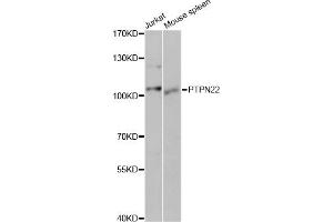 Western blot analysis of extracts of various cell lines, using PTPN22 antibody (ABIN5970653) at 1/1000 dilution. (PTPN22 Antikörper)