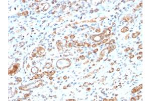 Formalin-fixed, paraffin-embedded human Liver stained with HSP60 Rabbit Recombinant Monoclonal Antibody (HSPD1/2206R). (Rekombinanter HSPD1 Antikörper)