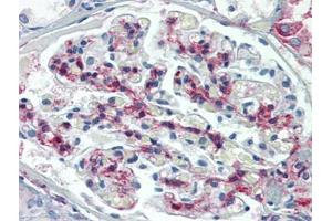 Human Kidney: Formalin-Fixed, Paraffin-Embedded (FFPE) (METTL7B Antikörper  (C-Term))