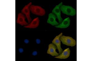 NELL2 Mouse Monoclonal Antibody staining Hela cells by IF/ICC.