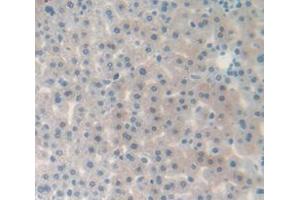 IHC-P analysis of Rat Tissue, with DAB staining. (Complement Factor B Antikörper  (AA 269-382))