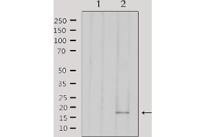 Western blot analysis of lysates from 293, using AIF1 Antibody.