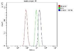 anti-Guanine Nucleotide Binding Protein (G Protein), beta Polypeptide 2-Like 1 (GNB2L1) (AA 2-317) antibody