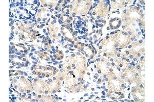 PABPC4 antibody was used for immunohistochemistry at a concentration of 4-8 ug/ml to stain Epithelial cells of renal tubule (arrows) in Human Kidney.