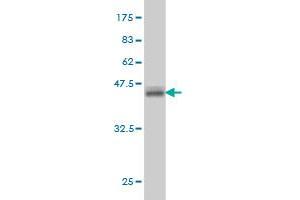 Western Blotting (WB) image for anti-ATPase, H+ Transporting, Lysosomal Accessory Protein 1 (ATP6AP1) (AA 51-150) antibody (ABIN560008)