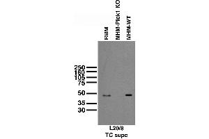 anti-Protein Interacting With Protein Kinase C, alpha 1 (PICK1) (AA 10-130) antibody