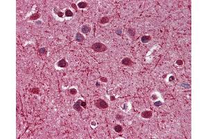 Anti-MAG antibody IHC of human brain, cortex. (MAG Antikörper  (AA 119-209))