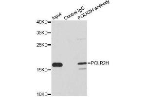 Immunoprecipitation analysis of 200ug extracts of MCF7 cells using 1ug POLR2H antibody. (POLR2H Antikörper  (AA 1-150))