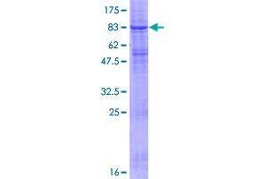 RNF128 Protein (AA 1-428) (GST tag)