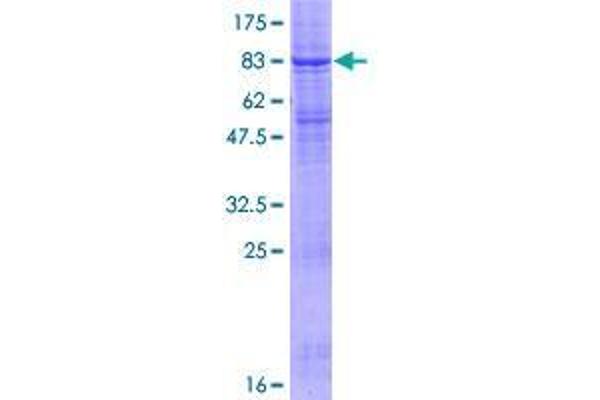 RNF128 Protein (AA 1-428) (GST tag)