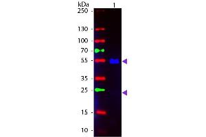 Western Blot of Fluorescein conjugated Goat anti-Human IgG secondary antibody. (Ziege anti-Human IgG (Heavy & Light Chain) Antikörper (FITC) - Preadsorbed)