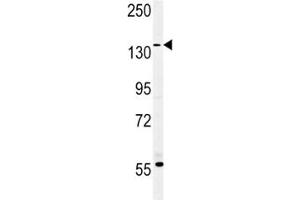Western Blotting (WB) image for anti-Mucin 1 (MUC1) (AA 1202-1231) antibody (ABIN3031860)
