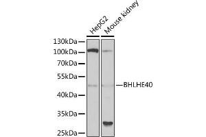 Western blot analysis of extracts of various cell lines, using BHLHE40 antibody (ABIN6129354, ABIN6137550, ABIN6137551 and ABIN6222195) at 1:1000 dilution. (BHLHE40 Antikörper  (AA 173-412))