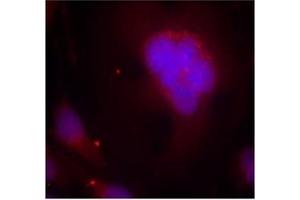 Image no. 1 for anti-Forkhead Box O1 (FOXO1) (AA 254-258) antibody (ABIN197334) (FOXO1 Antikörper  (AA 254-258))