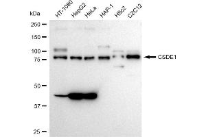 Western blotting analysis using CSDE1 antibody (ABIN7798122). (Rekombinanter CDSE1 Antikörper)