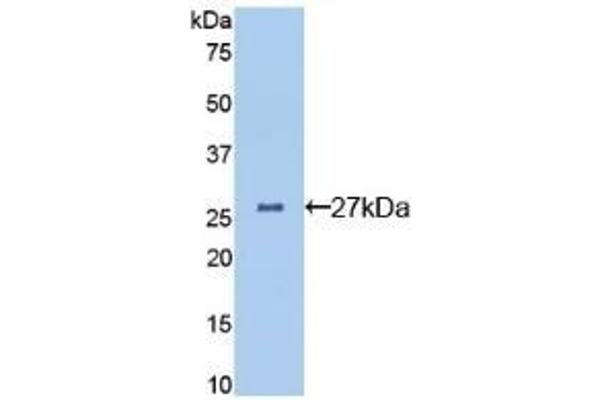 Clusterin anticorps  (AA 227-448)