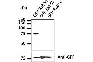 Western Blotting (WB) image for anti-RAB5A, Member RAS Oncogene Family (RAB5A) (C-Term) antibody (ABIN1439994) (RAB5 Antikörper  (C-Term))