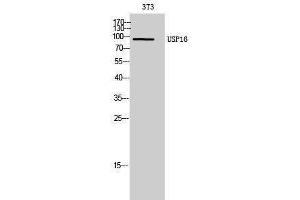 Western Blotting (WB) image for anti-Ubiquitin Specific Peptidase 16 (USP16) (Internal Region) antibody (ABIN3187427)
