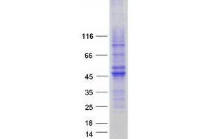 Validation with Western Blot (C11ORF42 Protein (Myc-DYKDDDDK Tag))