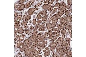 Immunohistochemical staining of human pancreas with C9orf142 polyclonal antibody  shows strong nuclear positivity in exocrine glandular cells at 1:1000-1:2500 dilution.
