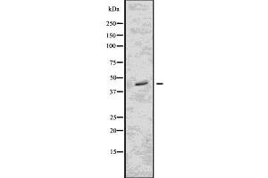 Western Blotting (WB) image for anti-Fc Fragment of IgG, Low Affinity IIb, Receptor (CD32) (FCGR2B) (C-Term) antibody (ABIN6261702)