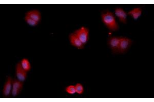 Immunofluorescence (IF) image for anti-Annexin A13 (ANXA13) (AA 1-316) antibody (APC) (ABIN5564969) (Annexin A13 Antikörper  (AA 1-316) (APC))