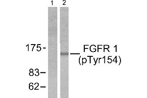 Western blot analysis of extracts from 293 cells treated with EGF (200ng/ml, 30mins), using FGF Receptor 1 (phospho-Tyr154) antibody (Line 1 and 2). (FGFR1 Antikörper  (pTyr154))