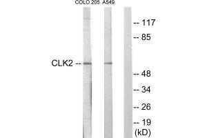 Western Blotting (WB) image for anti-CDC-Like Kinase 2 (CLK2) (N-Term) antibody (ABIN1849396) (CLK2 Antikörper  (N-Term))