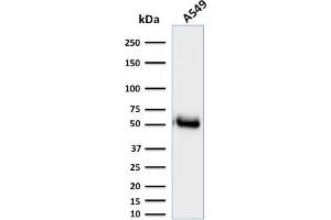 Western Blot Analysis of A549 cell lysate using CD14-Monospecific Mouse Monoclonal Antibody (LPSR/2385). (CD14 Antikörper  (AA 25-148))