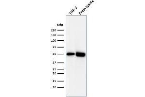 Western Blot Analysis of THP1 cell lysate and Brain tissue lysate using ATG5 Mouse Monoclonal Antibody (ATG5/2492). (ATG5 Antikörper  (AA 1-119))